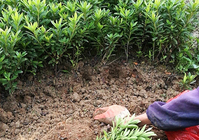 苗圃种植基地