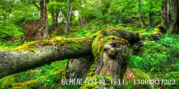 影响草坪景观效果，而且当其危害严重时，可使大面积草坪萎蔫，因此对其加以治理清除是草坪养护一项必须长期关注的工作。