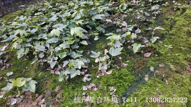 绿化养护