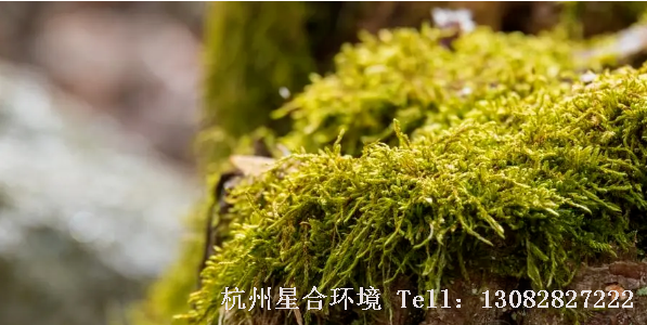 草坪上一旦有青苔，草坪养护必须马上采取措施，否则会造成青苔到处传播，增加青苔防治的难度。