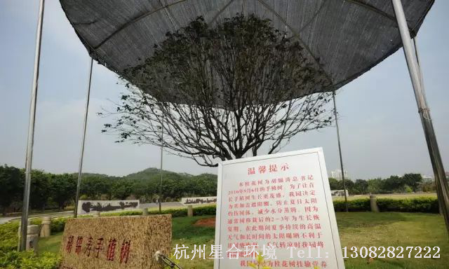 绿化养护遮阴局部图