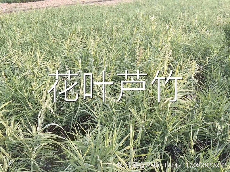 绿化养护植物花叶芦竹