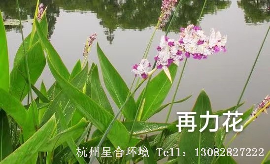 绿化养护植物再力花