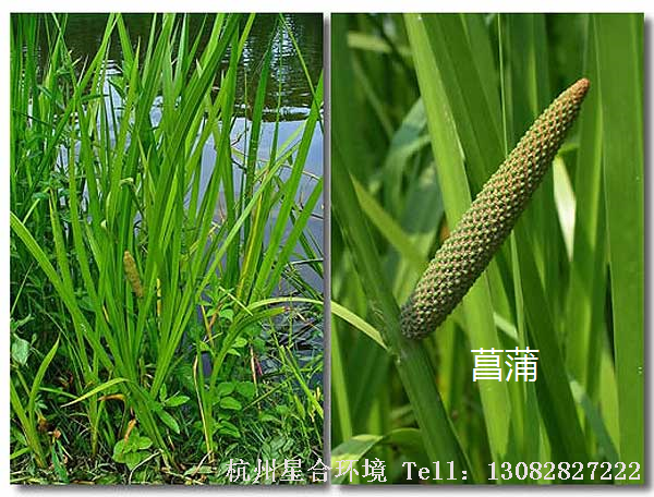 绿化养护植物菖蒲
