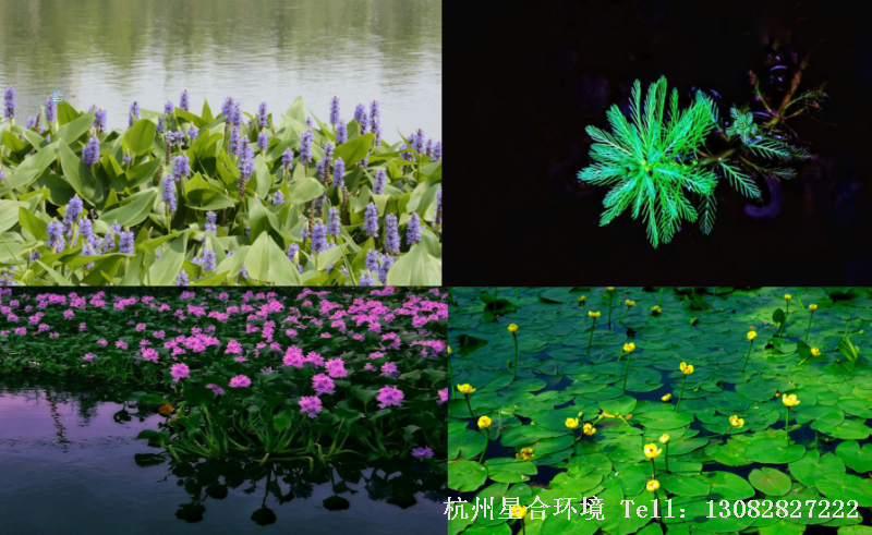 绿化养护中水生植物四种分类