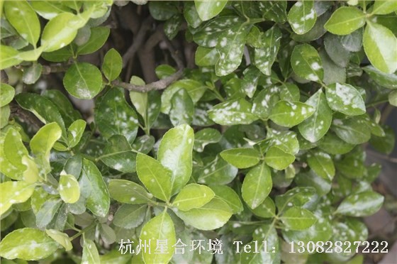 绿化养护白粉病