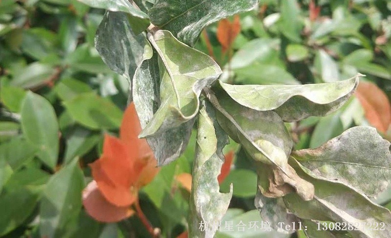 绿化养护植物白粉病
