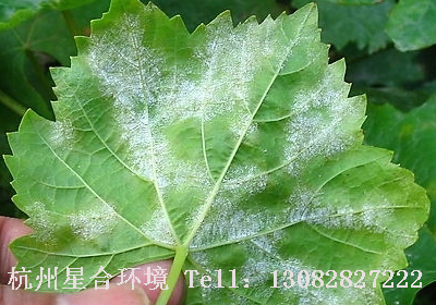 绿化养护植物白粉病病状