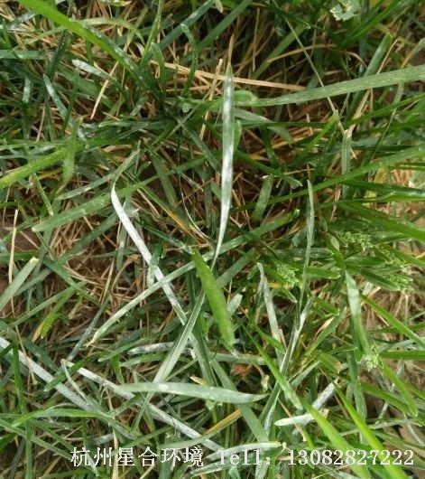 绿化养护草坪白粉病