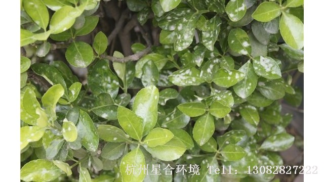 绿化养护