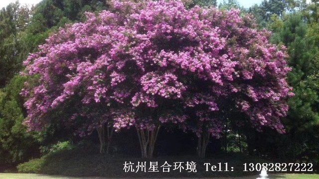 绿化养护
