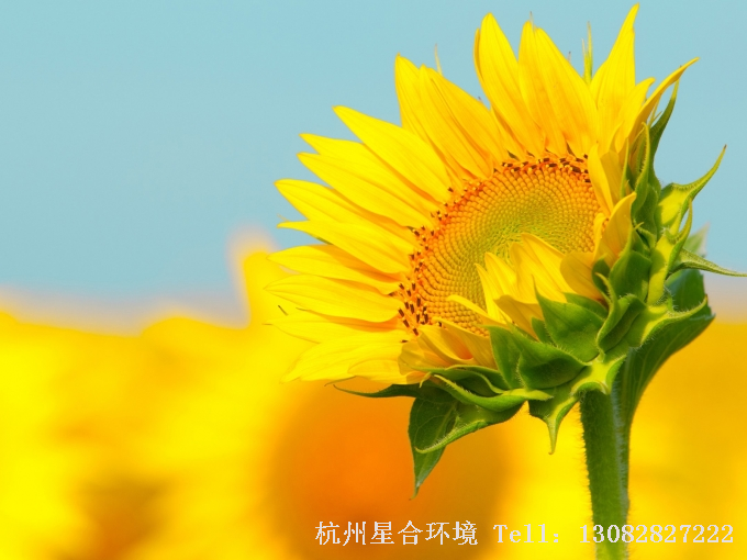 绿化养护向日葵