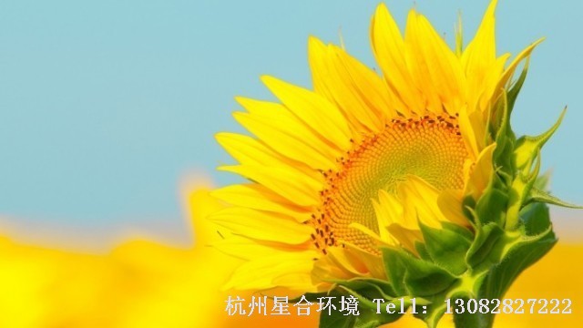 公园养护