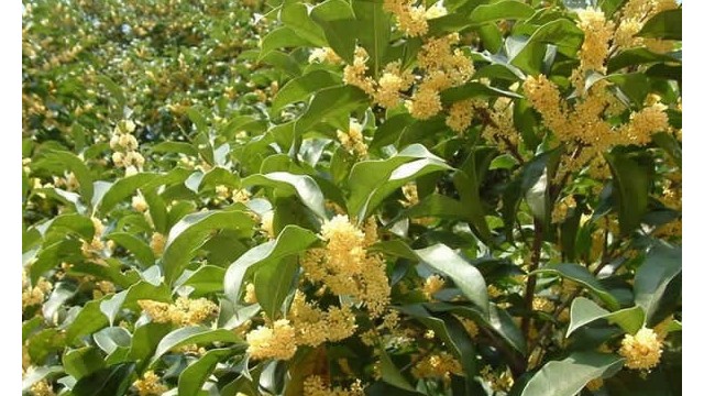 绿化养护-桂花树怎么施肥才是合理的