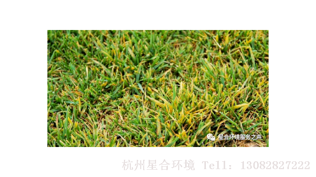 草坪养护