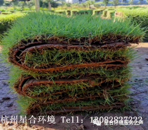 草坪养护