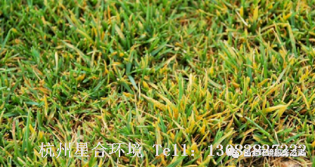 草坪养护