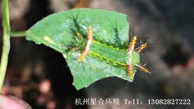 杭州小区养护