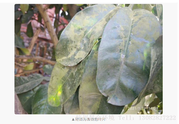 绿化养护青苔主要发生在香泡的主干、枝条及叶片上，在表面最初紧贴一层绒毛状、块状或不规则的表皮寄生物，后逐渐扩大，最终包围整个树干、枝条、叶片，以寄主物体上的水分养分存活，在植物上发生，阻碍光合作用，导致树体生长不良，树势衰退。