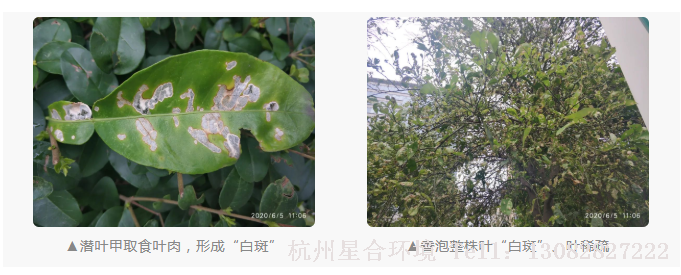 绿化养护以成虫和幼虫为害香泡。