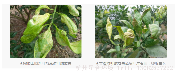 香泡，常绿树种，花香怡人，在园林上绿化养护应用较多