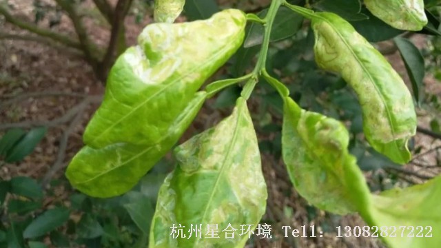绿化养护