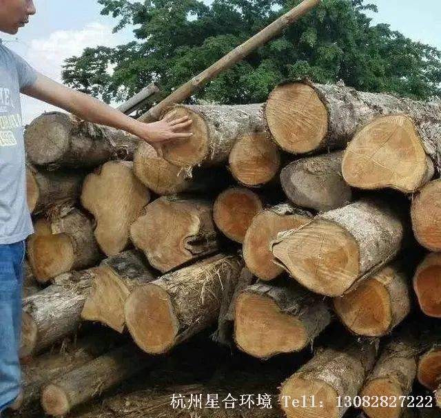 这类绿化养护树种长得比较慢，质地比较细腻，木材硬度比较高，气干密度一般大于0.8，绿化养护主要有：香樟、黄杉、檫木、杉木、福建柏、榧木、鹅掌楸、梨木、槠木、水青冈、麻栎、高山栎、桑木、枣木、黄波罗、白蜡木。