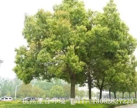 这一类绿化养护用材树种，大都树干通直，木材细腻，质地坚硬，是很好的建筑用材和较为高端的家具用材，最常见的是香樟，杉木，檫木等品种。