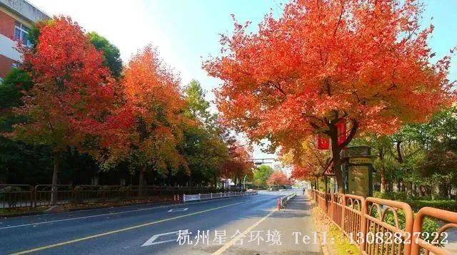 这一类绿化养护用材树主要特点是，树干通直，木材质地比较坚硬，不易变形，一般用来做普通的建筑用材。