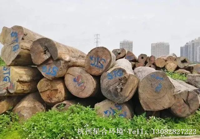 这类绿化养护树种生长速度一般，质地较细腻，木材硬度较高，气干密度一般大于0.65，主要有：拟赤杨、杨木、枫杨、轻木、黄桐、冬青、乌柏柿。