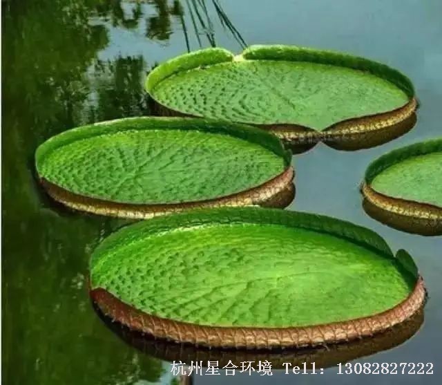 如果河道养护选择具有多样化的叶子、花色、花形以及种实的水生植物，它们可以提供范围广泛的多种趣味