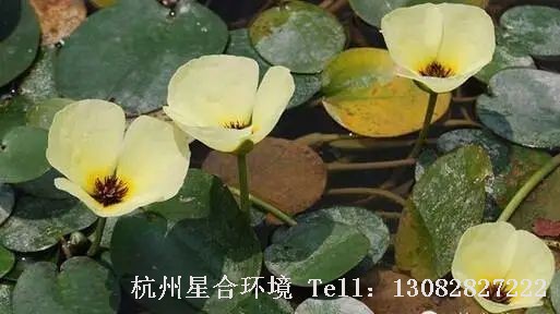 河道养护-水罂粟