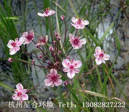 河道养护-花蔺
