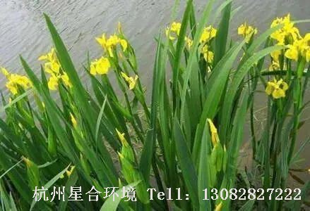河道养护-石菖蒲