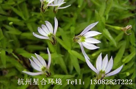 河道养护-半边莲