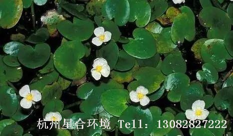 河道养护-水鳖