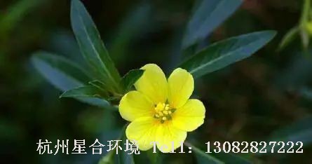 河道养护-过塘蛇