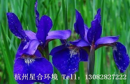 河道养护-溪荪
