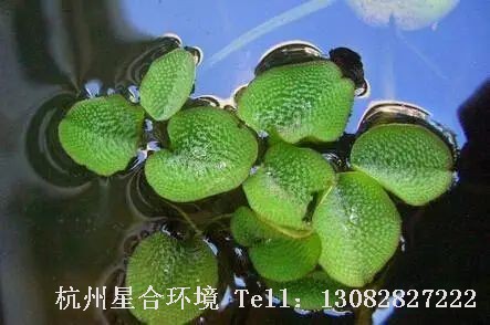 河道养护-槐叶萍