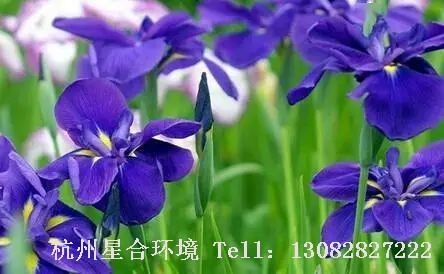 河道养护-鸢尾