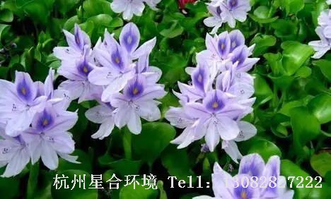 河道养护-水葫芦