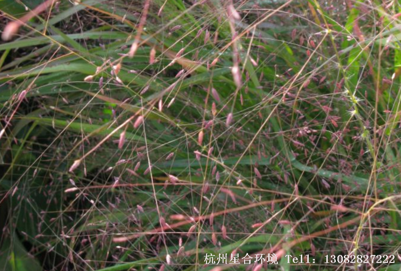 公园养护-丽色画眉草