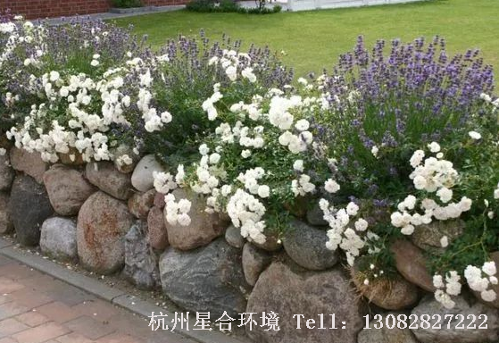 园林设计，庭院赏石，幽远之境，心神可栖~
