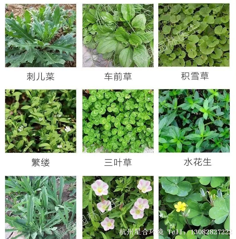绿化养护
