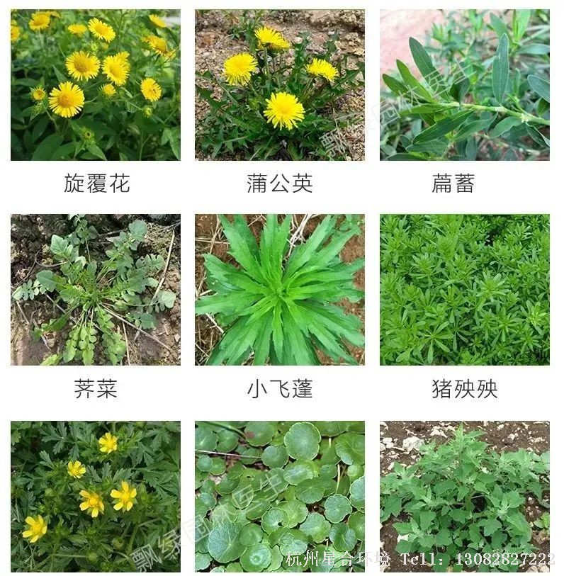 绿化养护