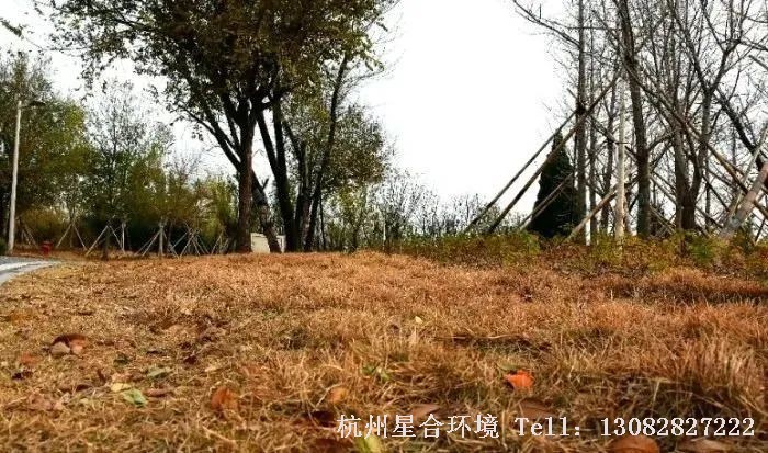 随着气温的上升，草坪草会逐渐从休眠状态中苏醒过来，从南到北陆续进入返青期。草坪越早返青，相应的其观赏期就会延长。那么，绿化养护怎样才能帮助草坪实现春季提前返青呢？