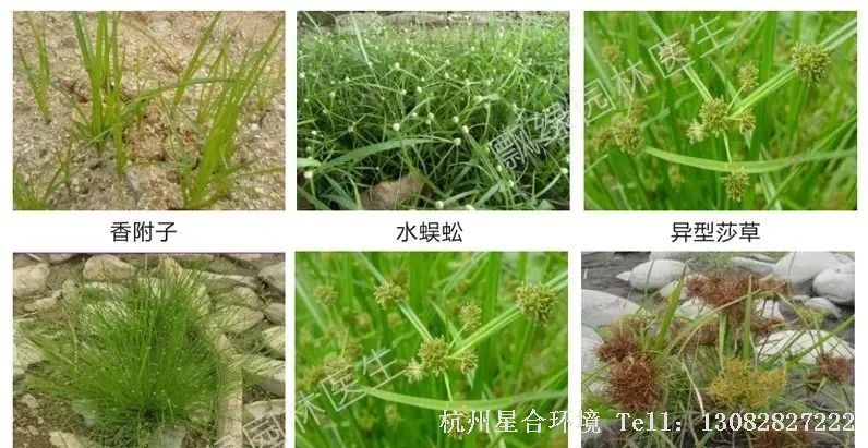 绿化养护
