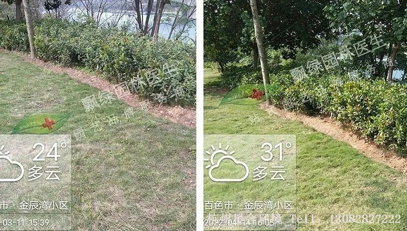 春季绿化养护低温除草套餐推荐