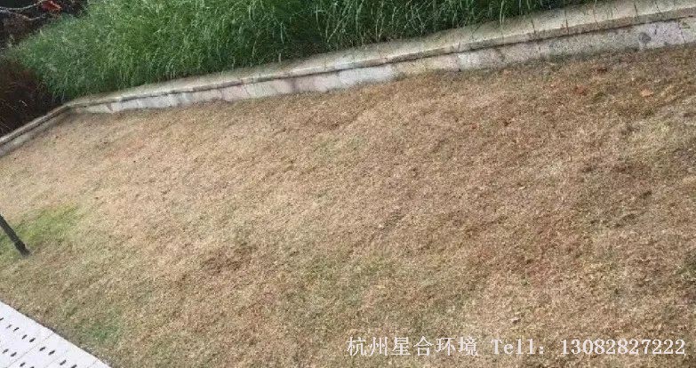 随着气温的上升，草坪草会逐渐从休眠状态中苏醒过来，从南到北陆续进入返青期。草坪越早返青，相应的其观赏期就会延长。那么，绿化养护怎样才能帮助草坪实现春季提前返青呢？