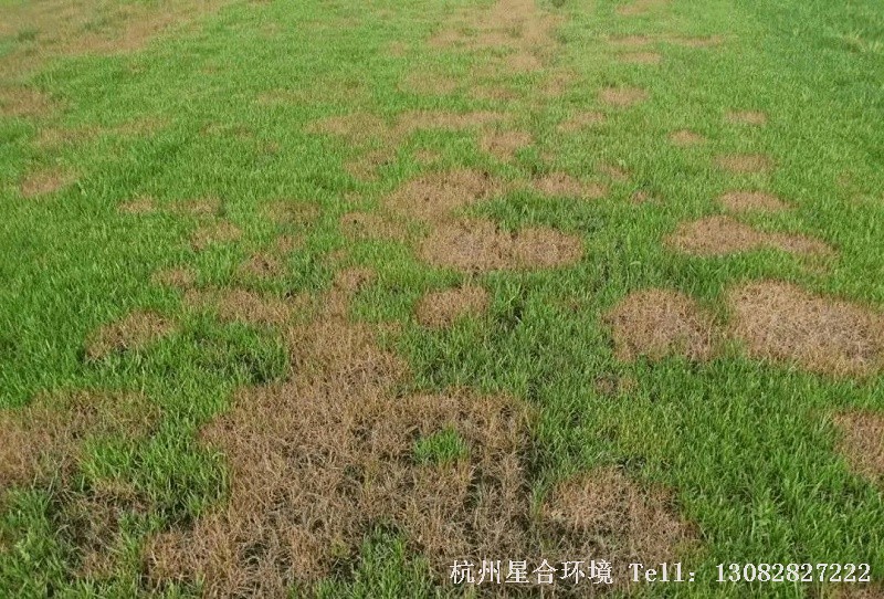 随着气温的上升，草坪草会逐渐从休眠状态中苏醒过来，从南到北陆续进入返青期。草坪越早返青，相应的其观赏期就会延长。那么，绿化养护怎样才能帮助草坪实现春季提前返青呢？